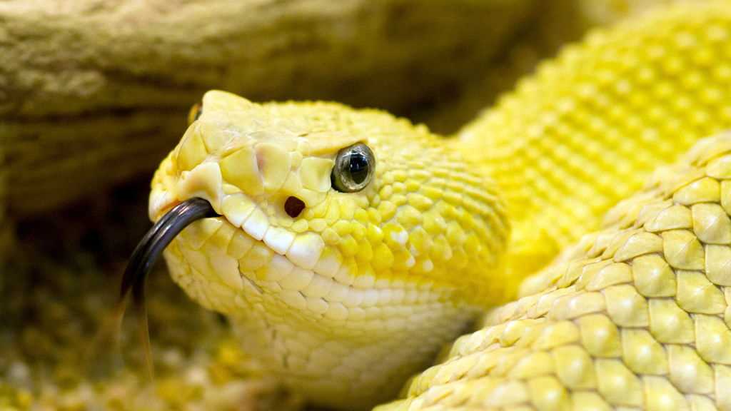 The Legal and Ethical Aspects of Owning an Exotic Pet Snake