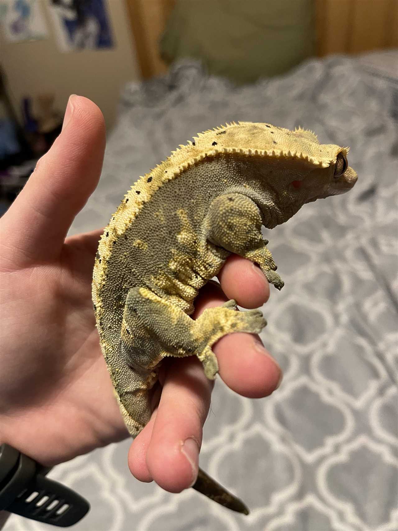 Fat crested gecko