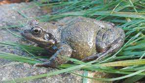 The Darwin's Frog: A Camouflaged and Portly Species