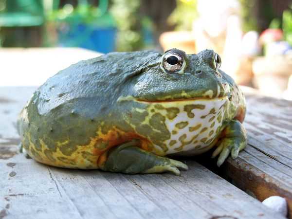 Fat frog species