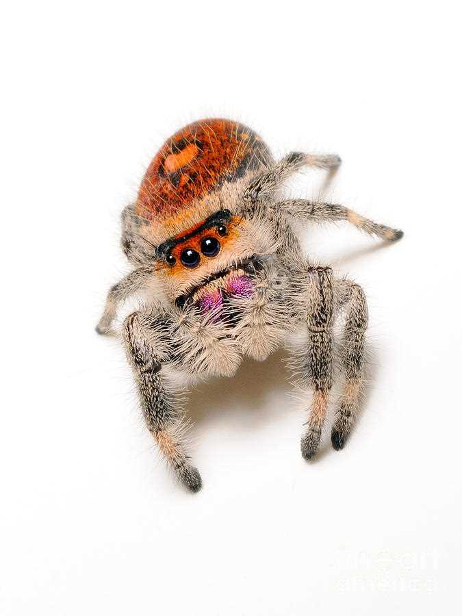 The Natural Environment and Global Range of the Female Regal Jumping Spider