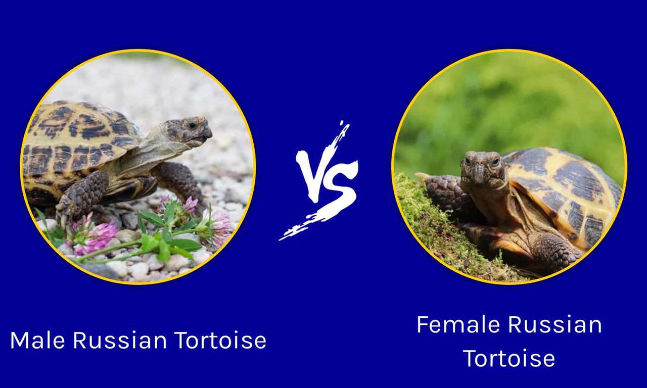 Female russian tortoise