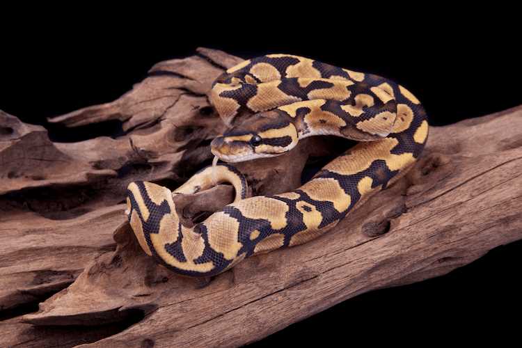 Exploring Color Morphs in Ball Pythons