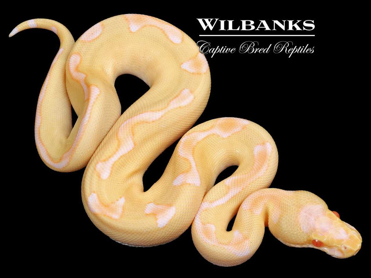 Temperature and Humidity Requirements for Fire Enchi Ball Pythons