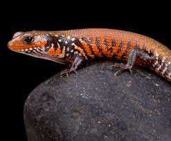 Why You Should Buy a Fire Skink Online
