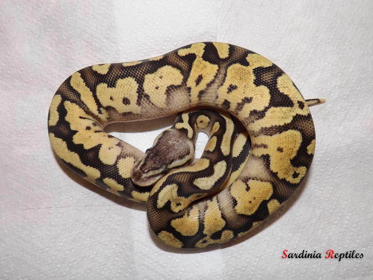 Firefly ball python
