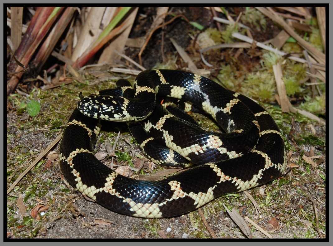 Florida king snakes