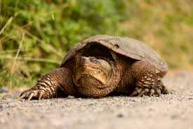 The Surprising Habitat of the Florida Snapping Turtle