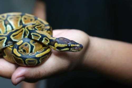 The Benefits of Having Friendly Snakes as Pets