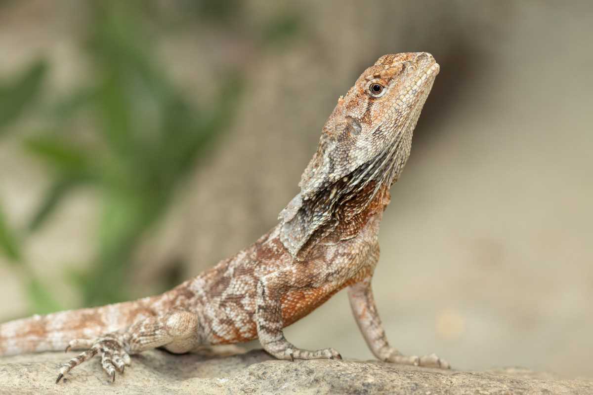  The Frilled Lizard's Appearance and Behavior 
