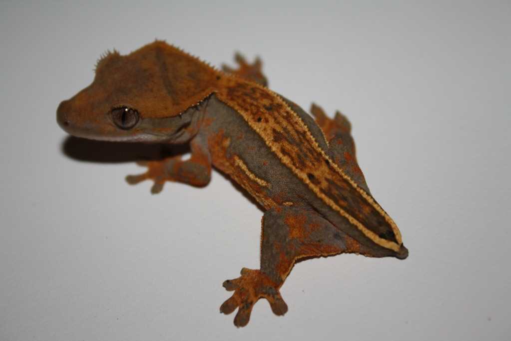The Enigma of the Frog Butt Crested Gecko