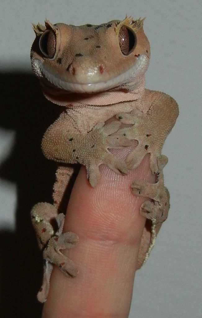 Frog butt crested gecko
