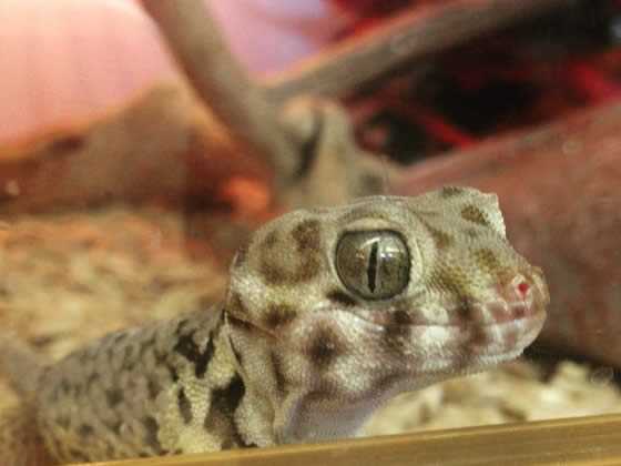 Frog eyed gecko