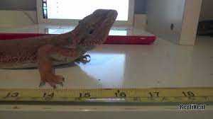 Full grown bearded dragon next to a ruler