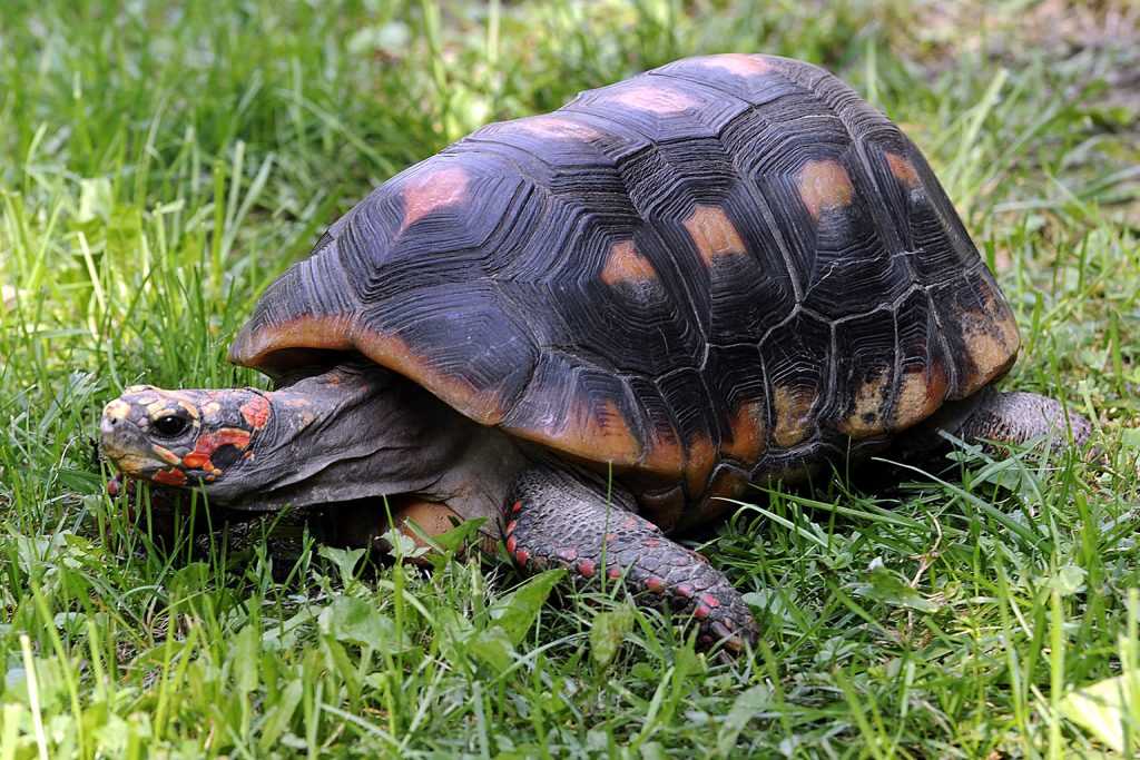 Full grown red foot tortoise