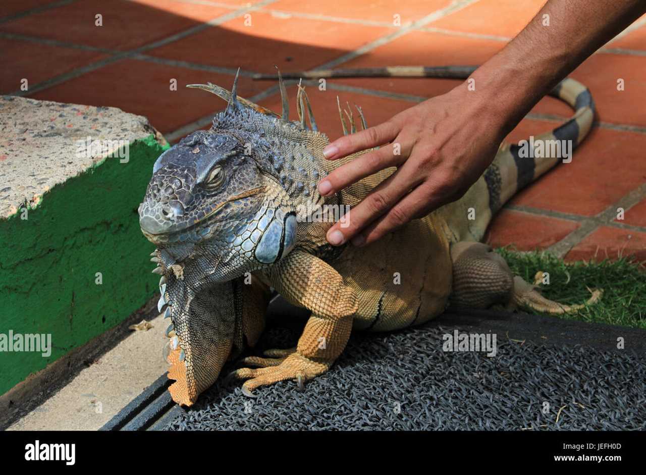 How to Choose and Acquire a Full Size Iguana