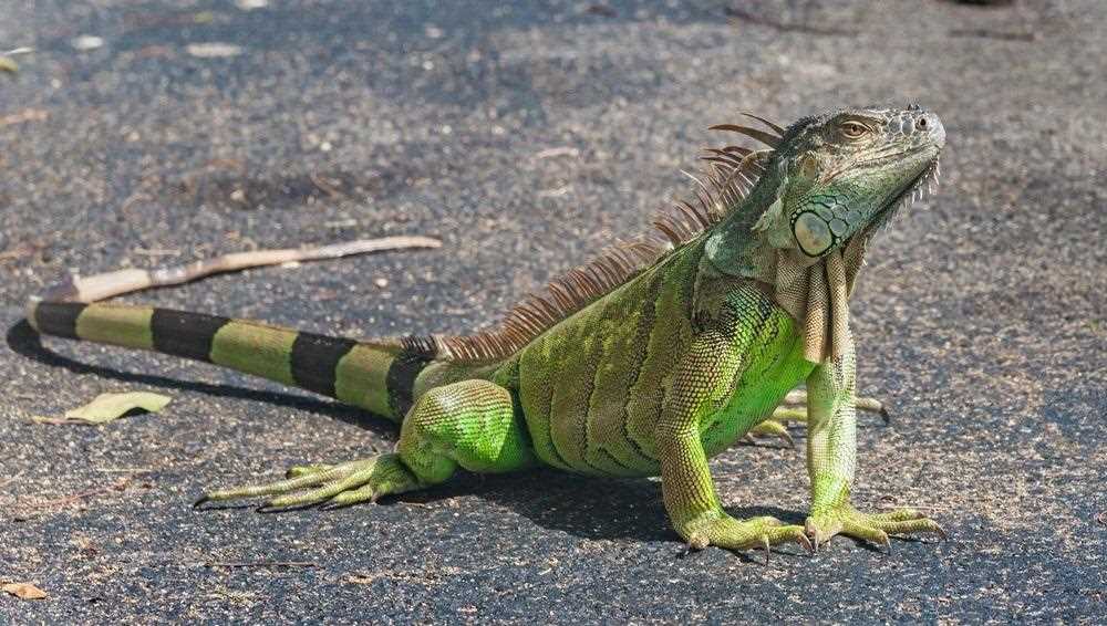 Full size iguana