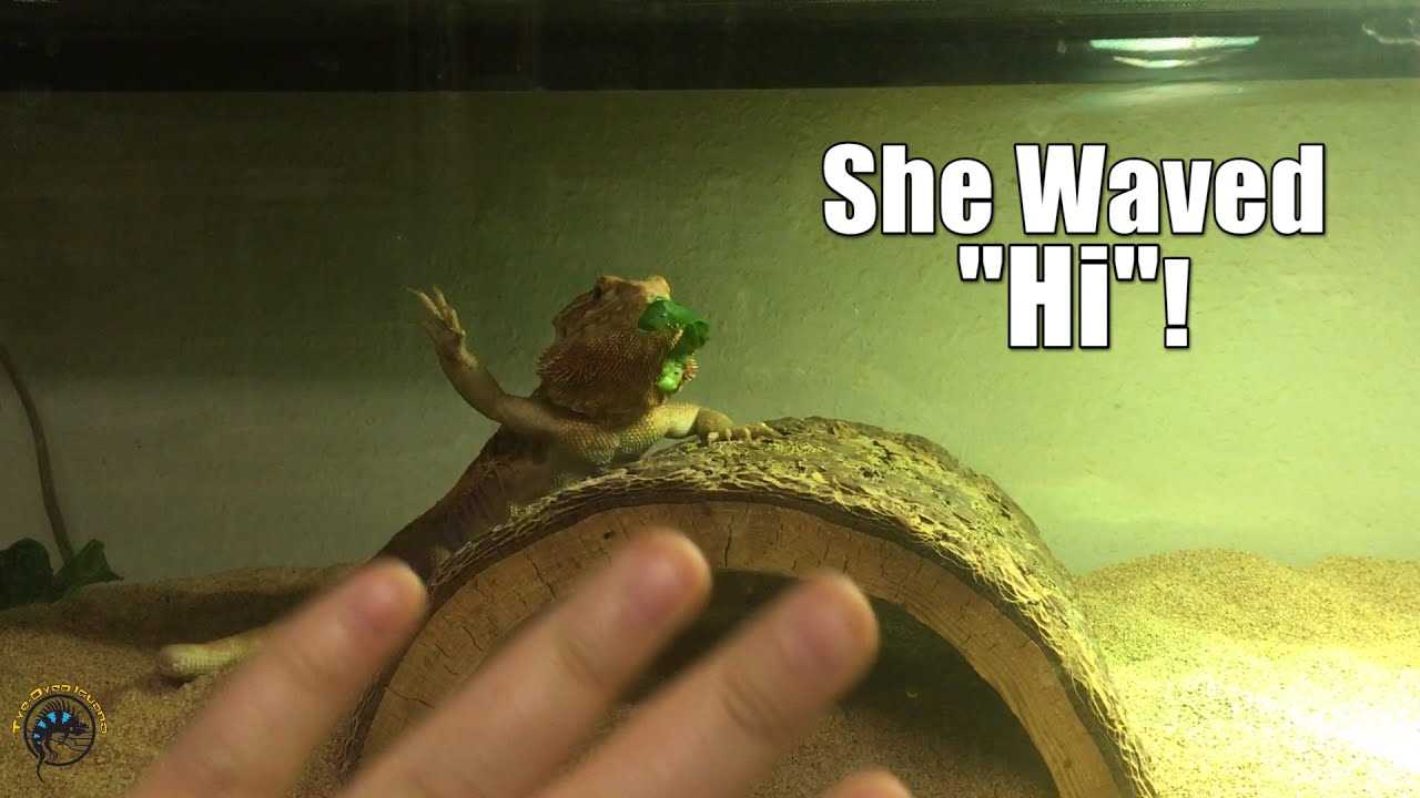 The quirky antics of bearded dragons are another source of amusement. 