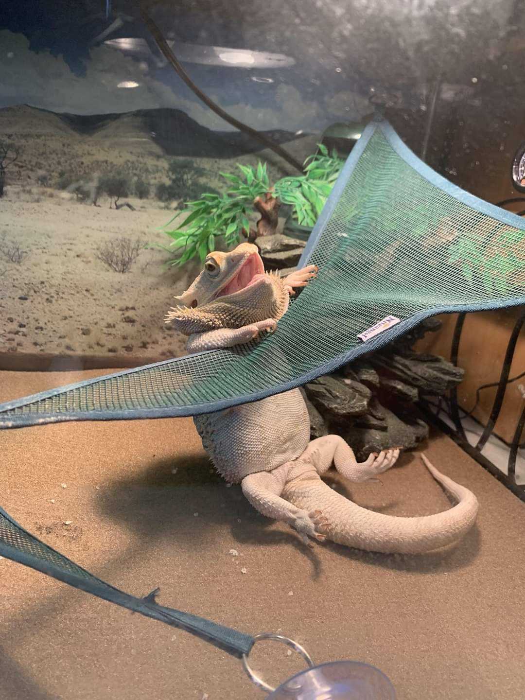 Bearded Dragons with a Sense of Humor: Hilarious and Cute Lizards