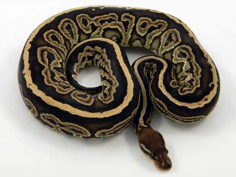 Gargoyle Ball Python: Rarity and Demand on the Pet Snake Market