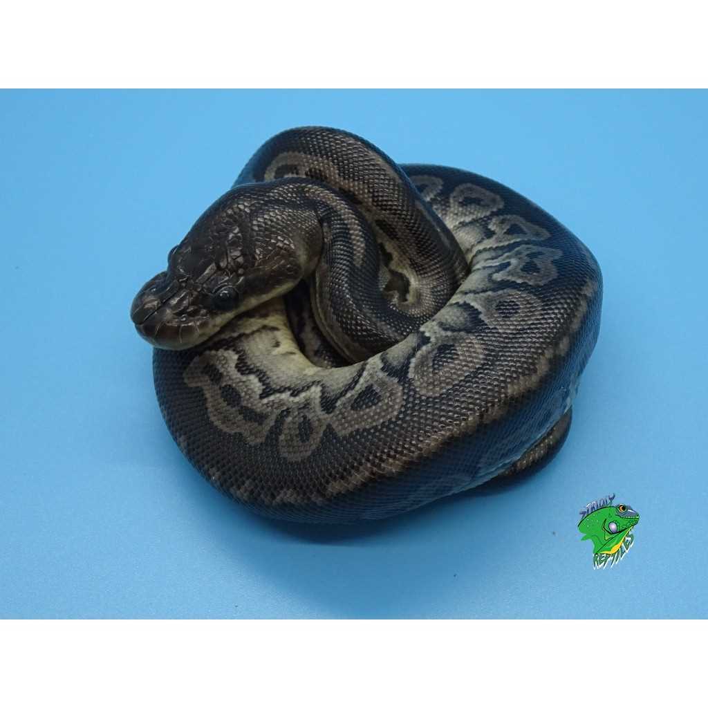 Gargoyle ball python