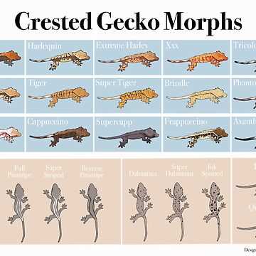 Admiring the Striking Coloration of Gargoyle Gecko Morphs
