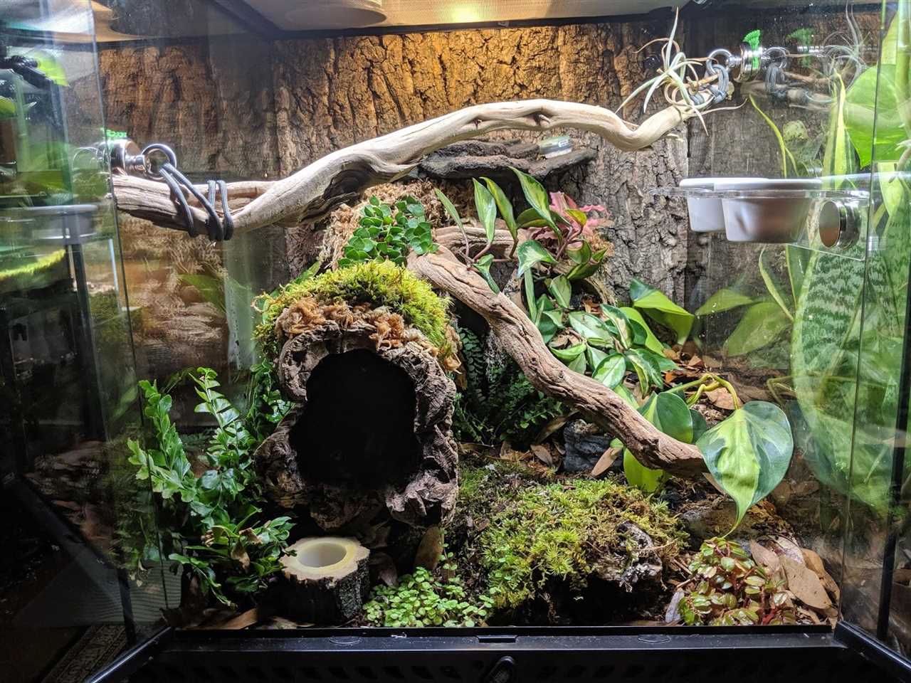 Setting up a Water Source in Your Gargoyle Gecko Tank