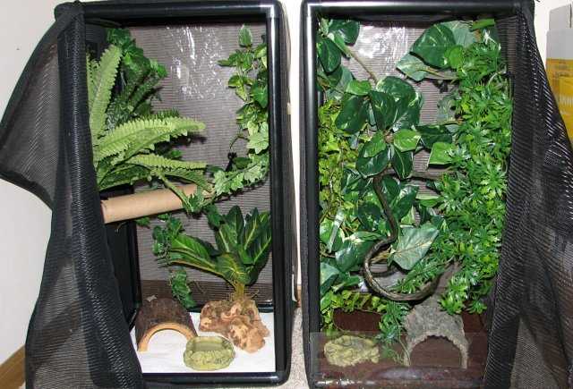 Placement of lights within the terrarium