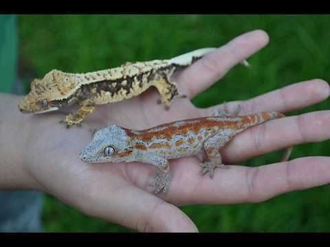 Gargoyle gecko vs crested gecko