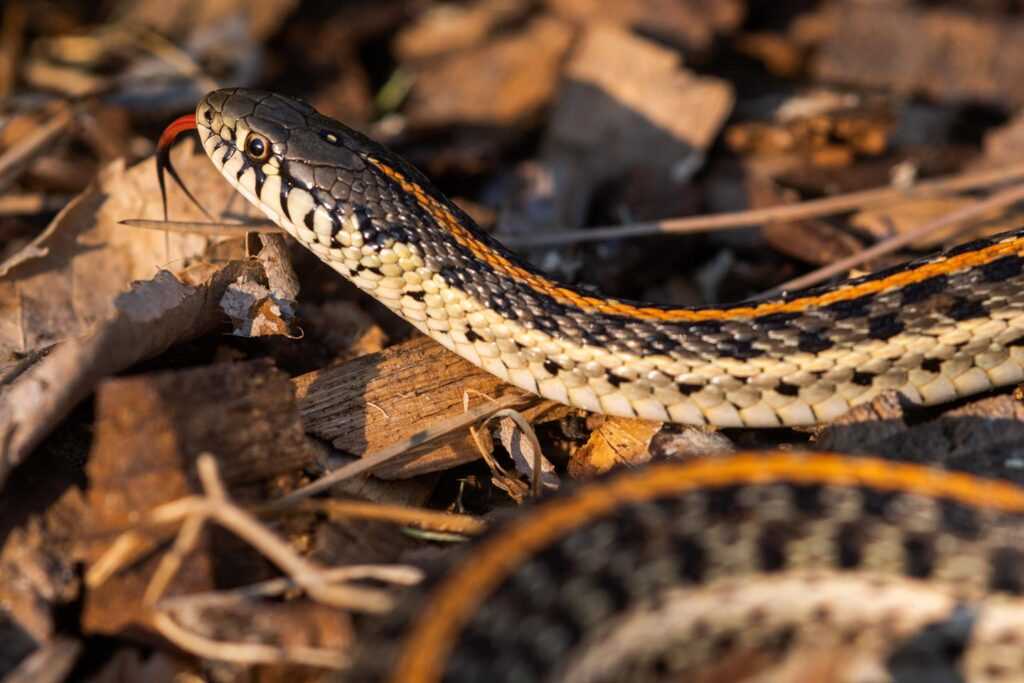 Interesting Facts about the Garter Snake in Nebraska