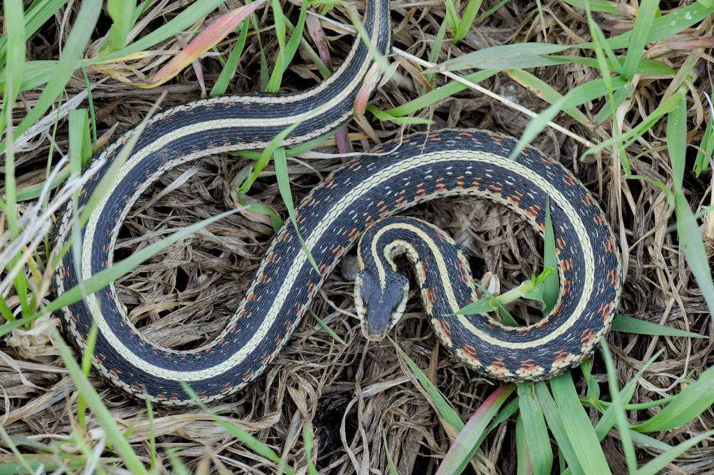 Distribution and Habitat