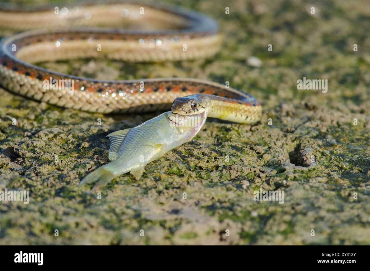 Reproduction and Life Cycle of the Garter Snake