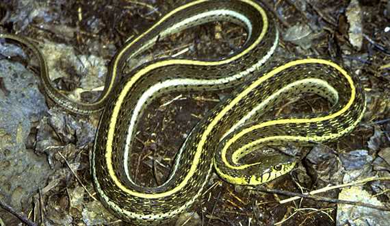 Habitat and Distribution of Garter Snakes