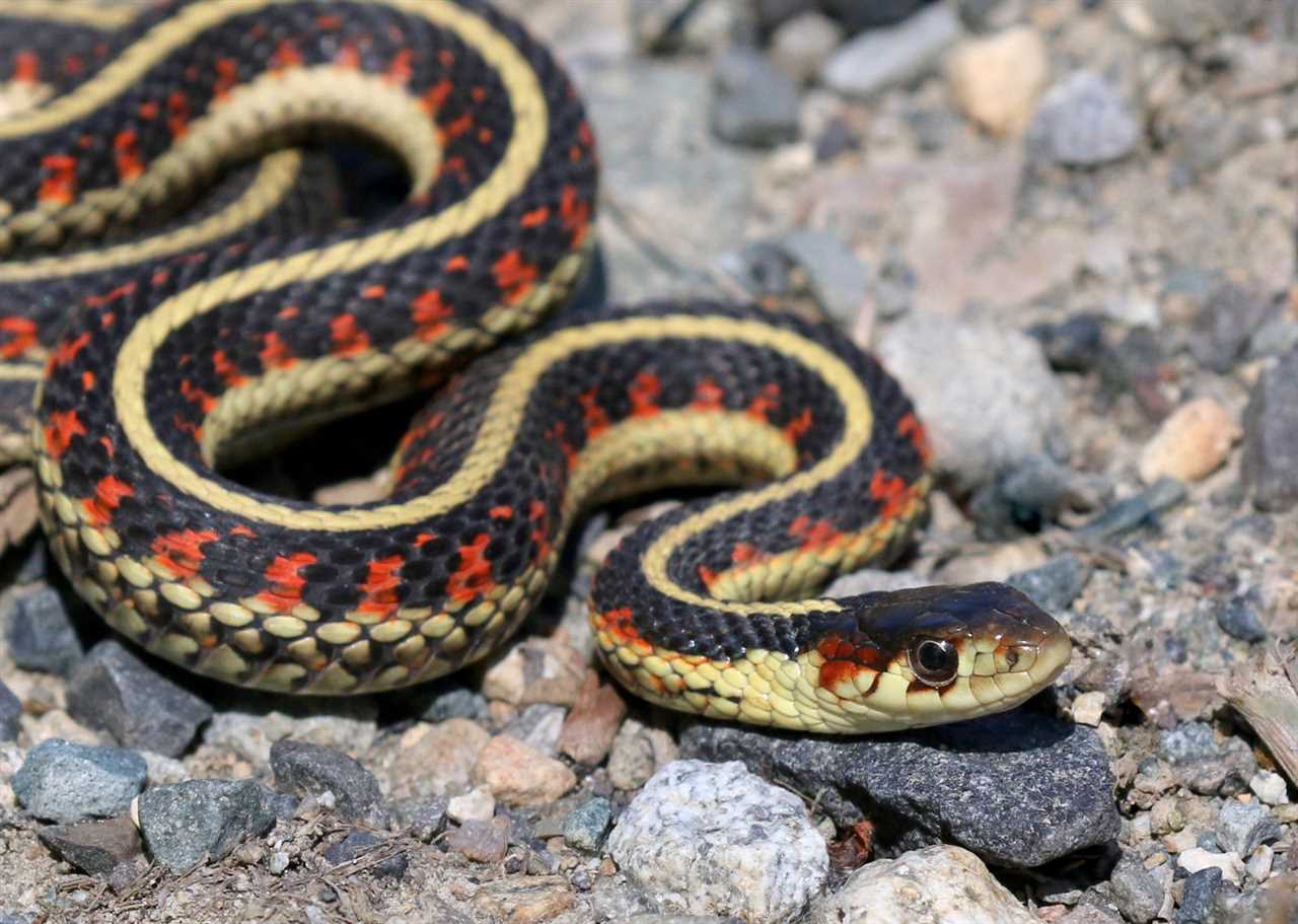 Garter snake new mexico