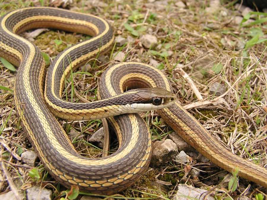 Garter snakes in Indiana: Habitat, Behavior, and Identification - Vital ...