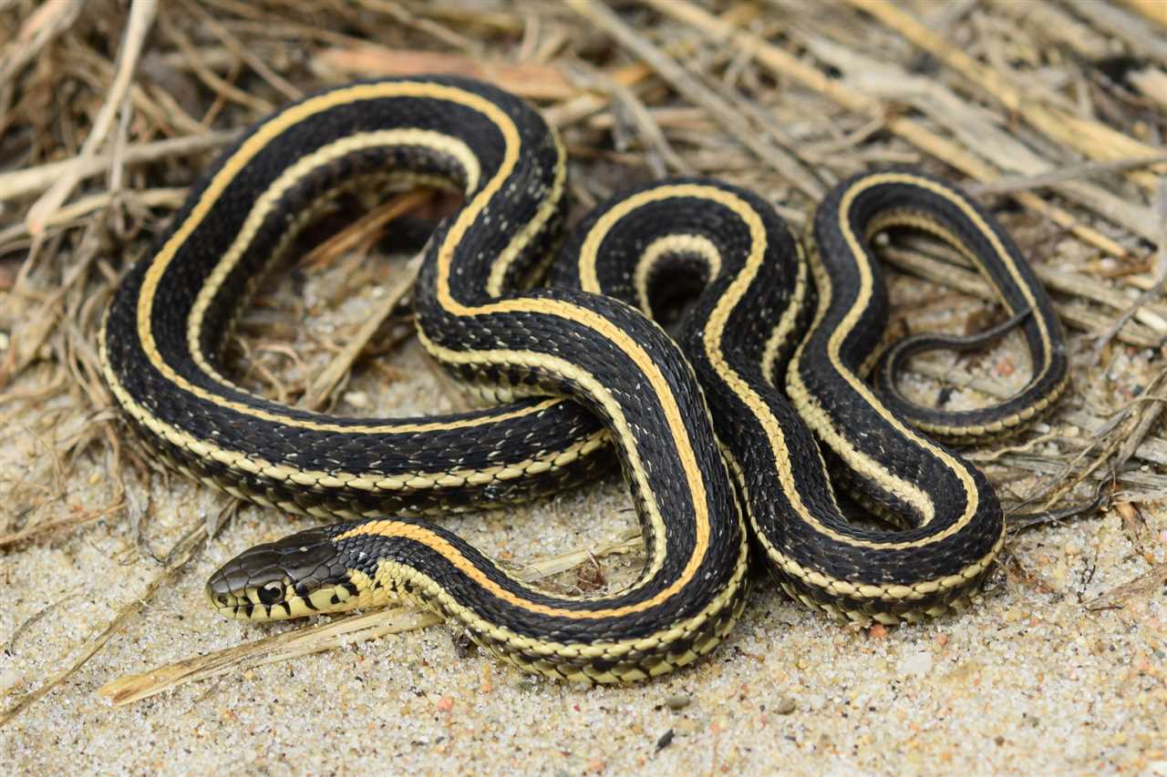 The scales of garter snakes in Indiana