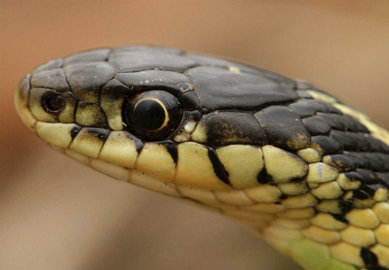 Interesting Facts and Trivia about Garter Snakes in Indiana