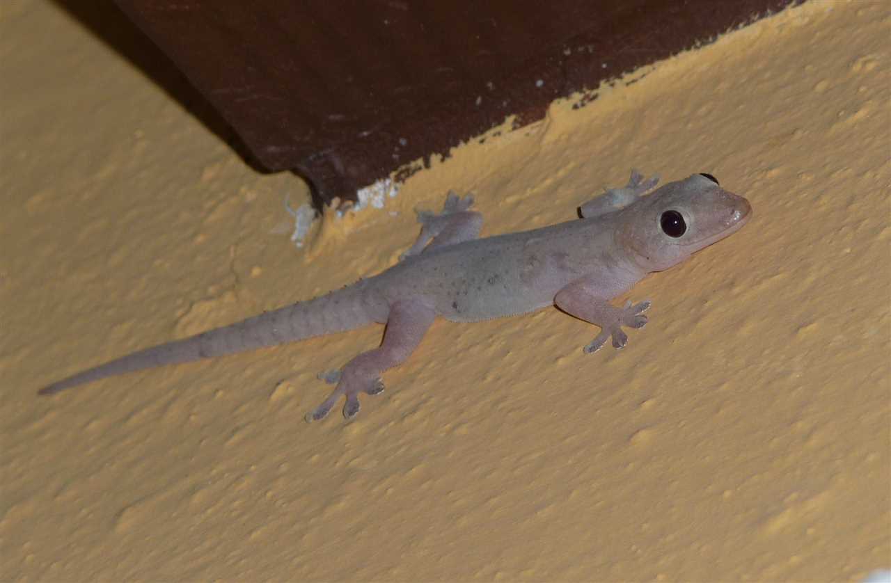 Gecko at night