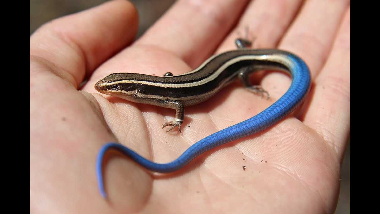 Gecko blue tail