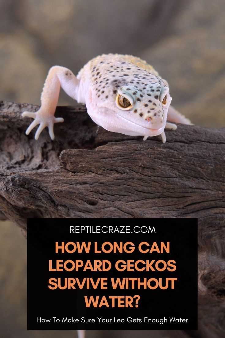 Additional Methods to Keep Your Gecko Hydrated