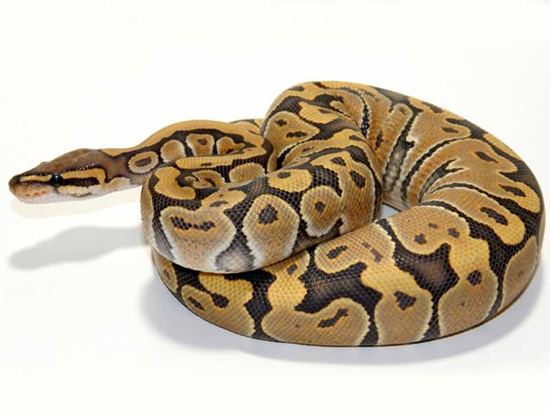 Appearance of the Ghost Ball Python