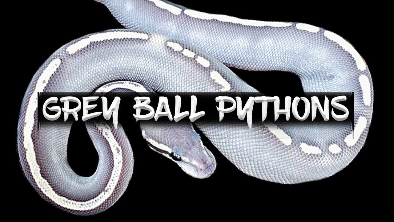 Optimal Conditions for the Grey Ball Python