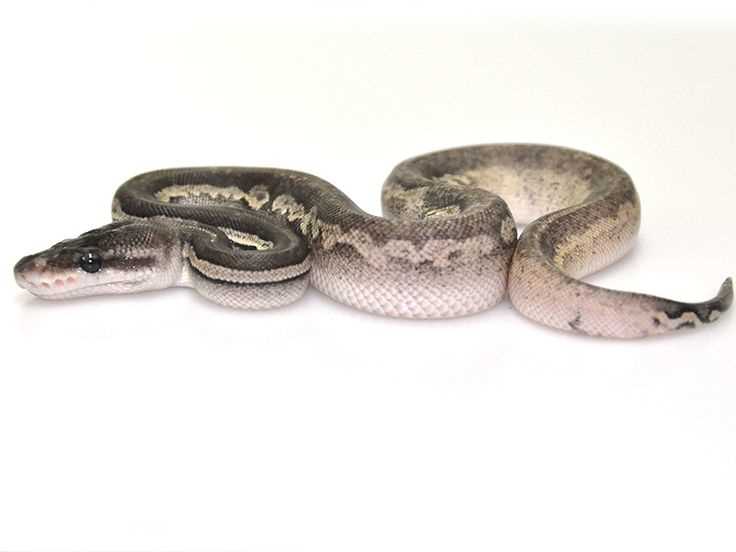 Grey ball python