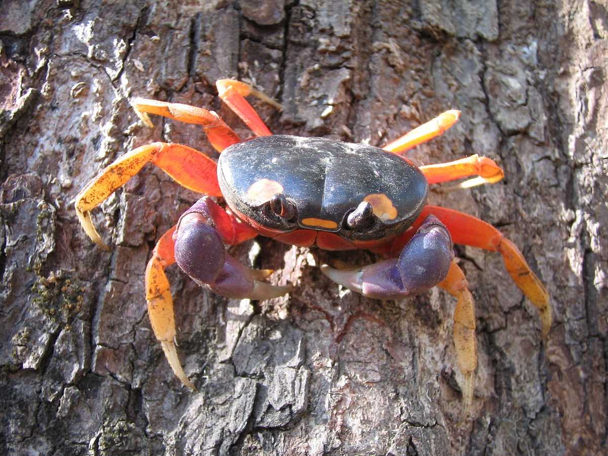 Halloween crab care