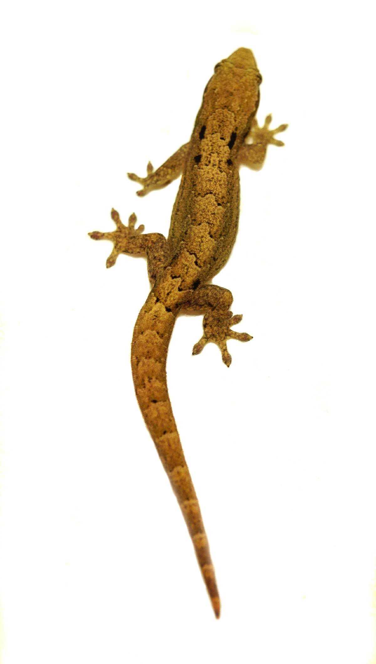 Tropical Hawaiian Mourning Gecko: A Unique Island Reptile Species