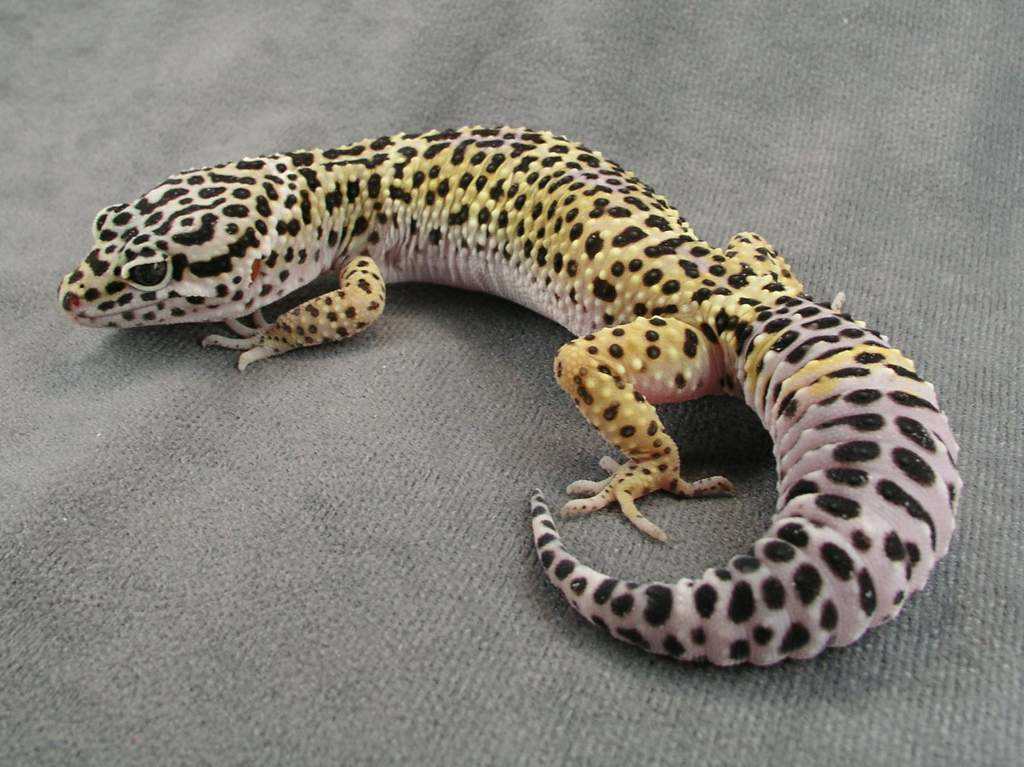 Healthy leopard gecko tail