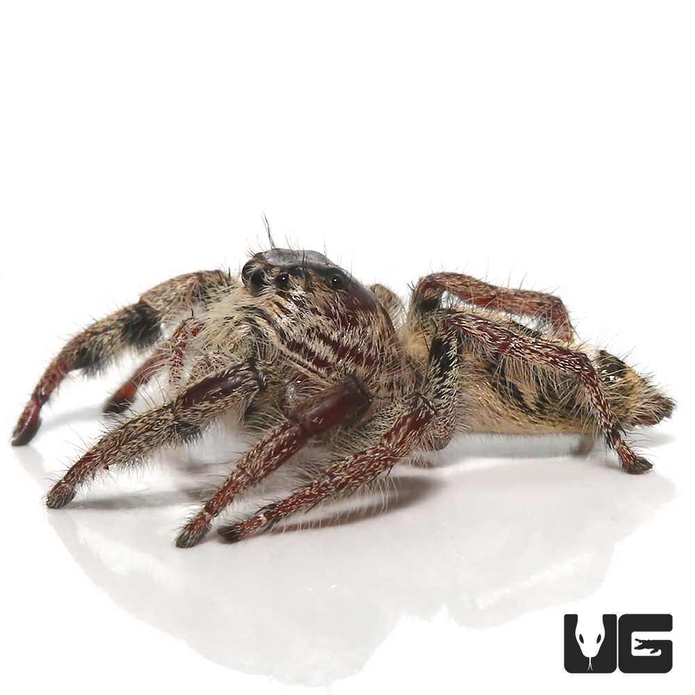 The Heavy Jumping Spider: A Fascinating Carnivorous Arachnid
