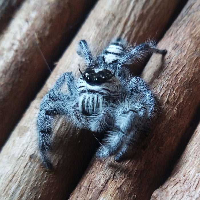 Heavy jumping spider