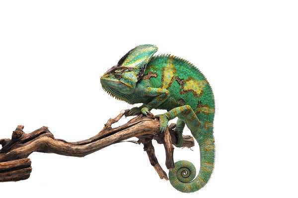 Helmeted chameleon