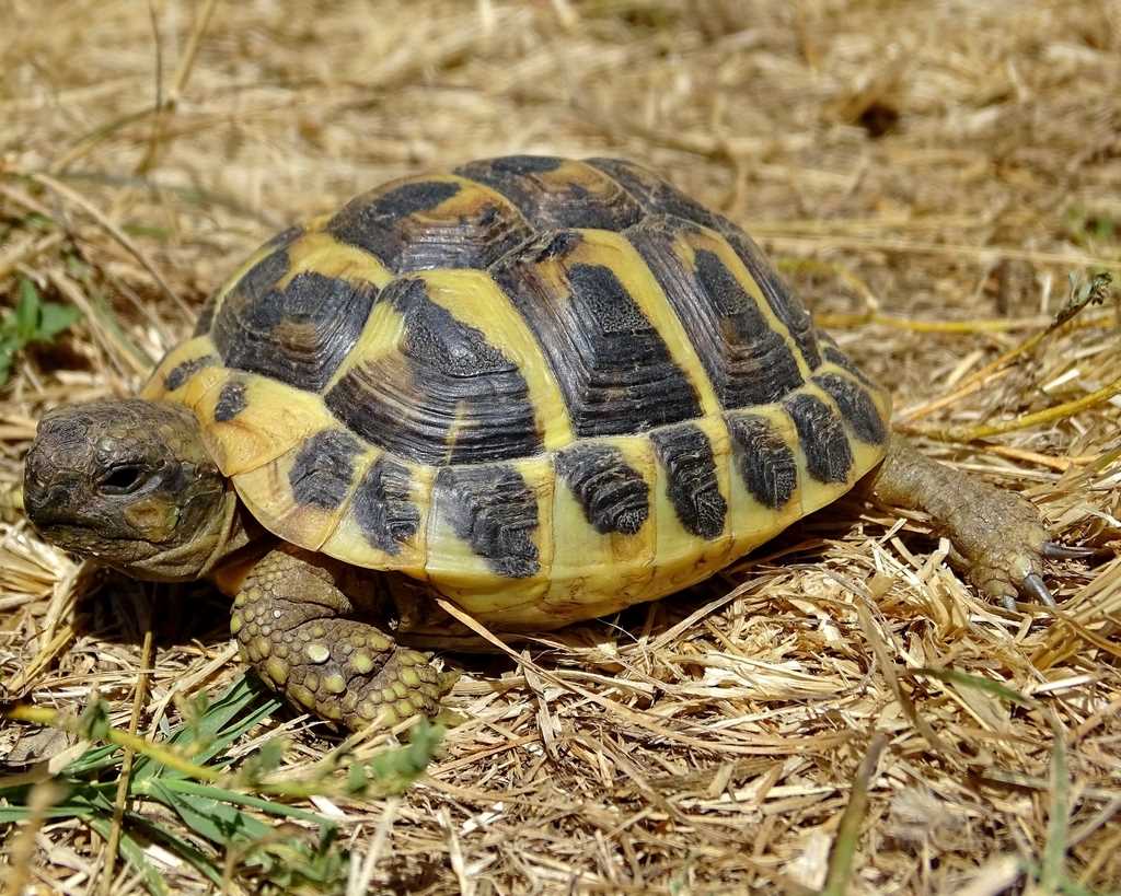 Habitat and Environmental Conditions for Hermann Tortoises